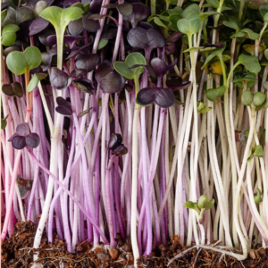 Radishes-A-Rainbow-of-Colors