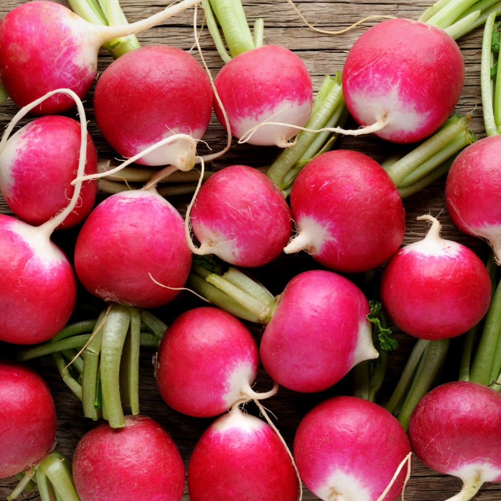 discover-the-beauty-and-variety-of-radishes